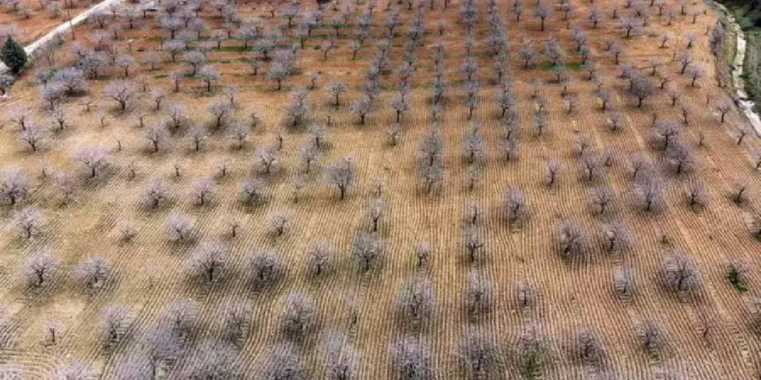 Toprak suya doydu hasada az kaldı: 120 bin ton rekolte bekleniyor 4